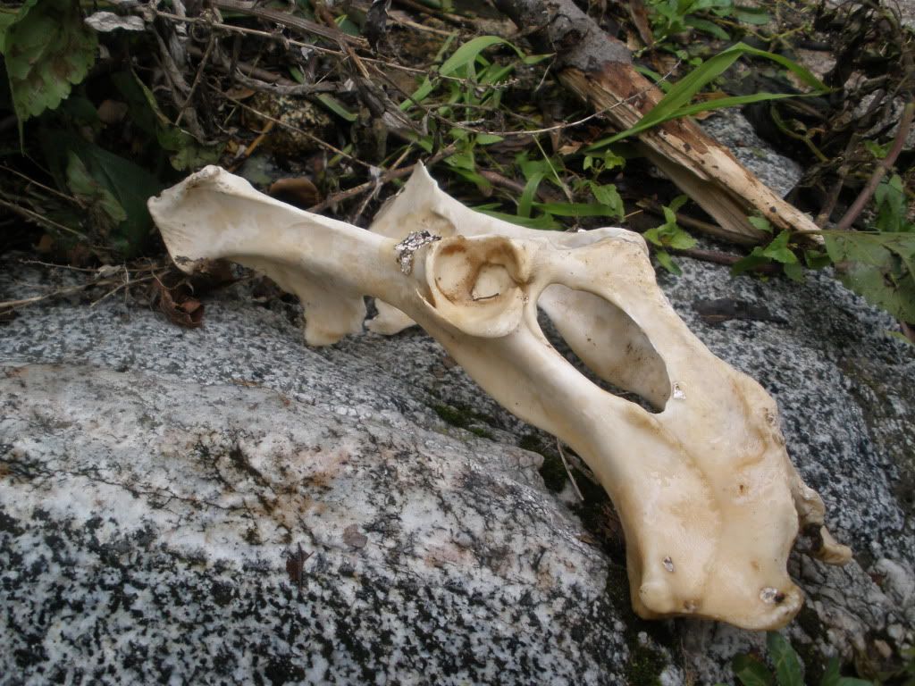 Donkey Skull