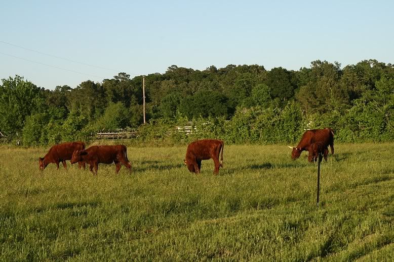 Thinking of getting miniature cattle. What breed? - Cattle