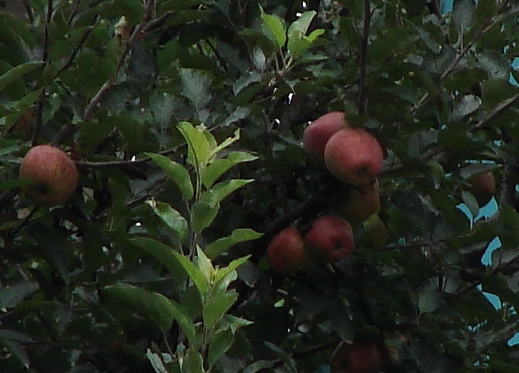 Manali Apples