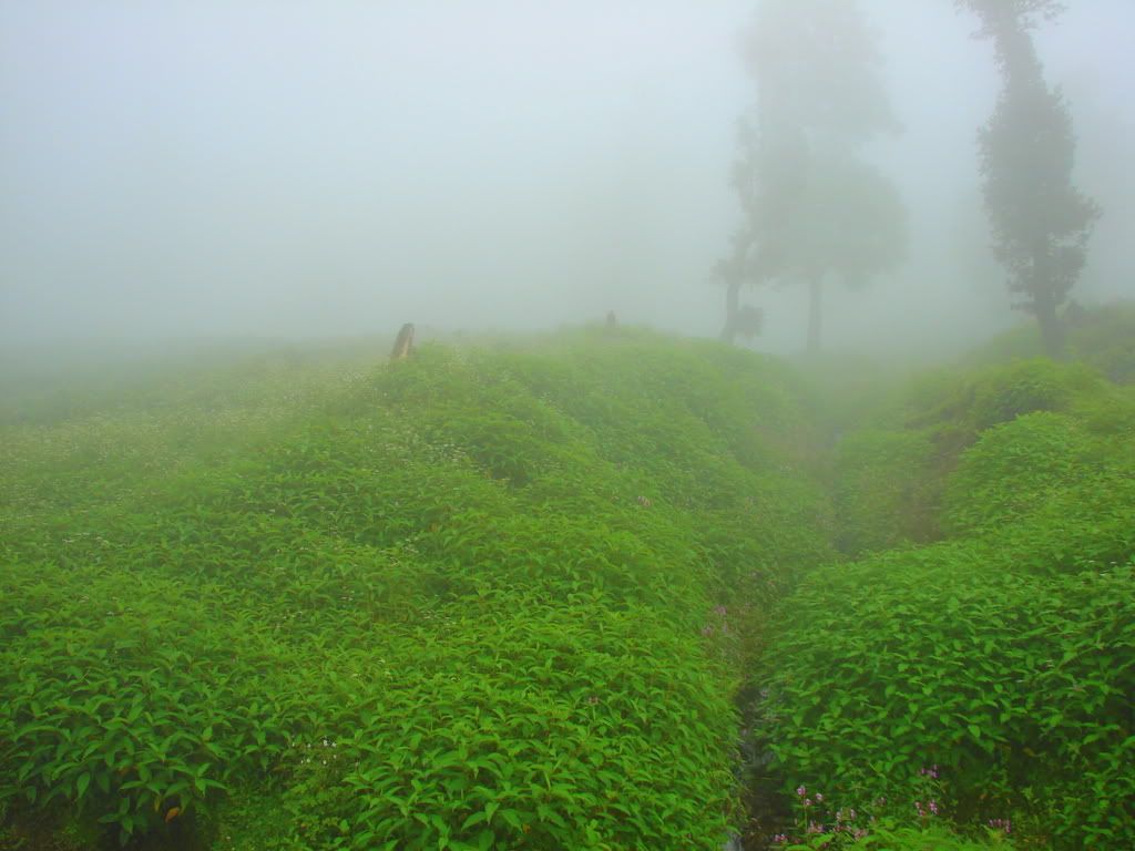 Mist enroute to Manali