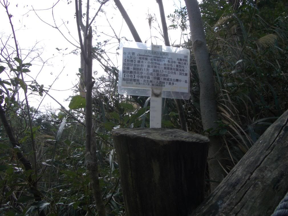 大坑植物解說牌