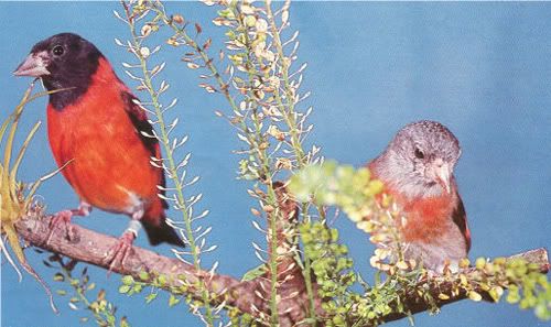 Pareja de Cardenalitos