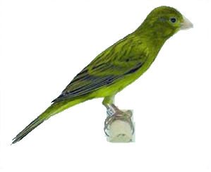 Canario Raza Española