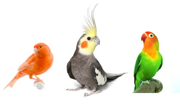 photo birdssssssss_zps63339e4a.jpg