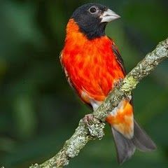 Cardenalito de Venezuela