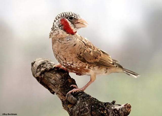 pinzon degollado
