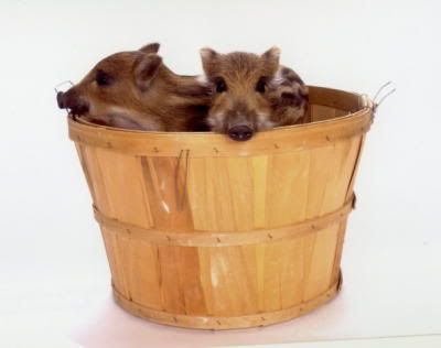 Tusk II and his brother in a Basket