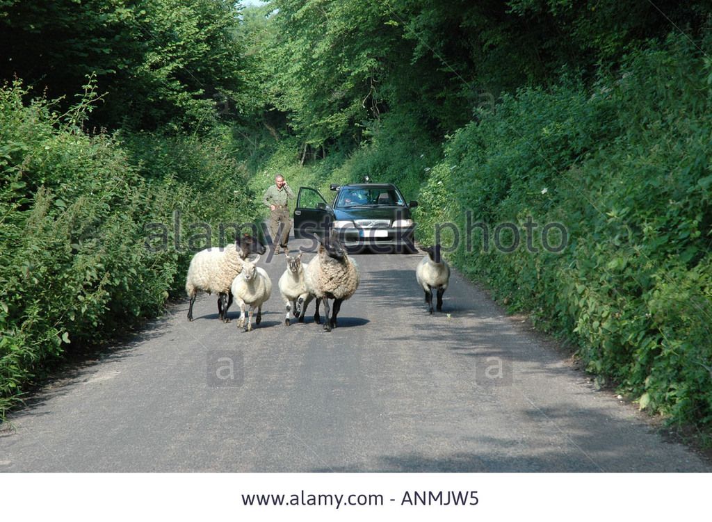 photo sheep-in-the-road-blocking-car-in-devon-countryside-england-united-ANMJW5_zpswjo4xjus.jpg
