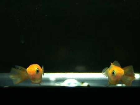 ӡŹ B-BOMBS