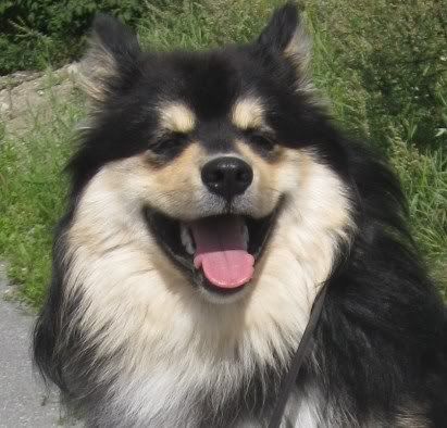 Lapphundutstilling057.jpg