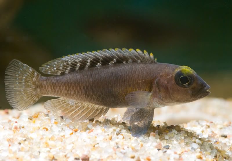 exlamprologus_ornatipinnis_013.jpg