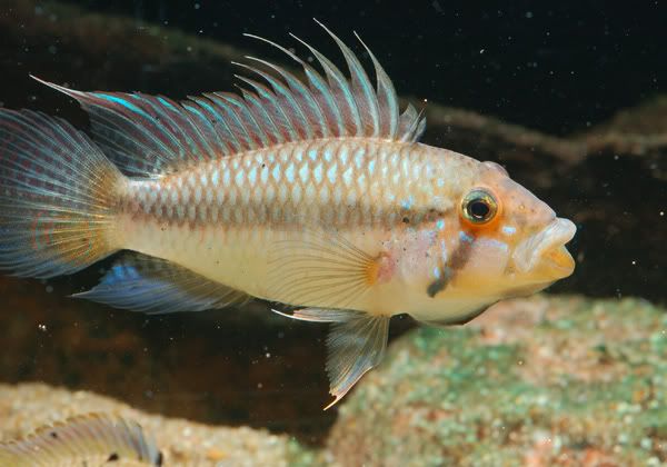 Ap_barlowi_male_003.jpg