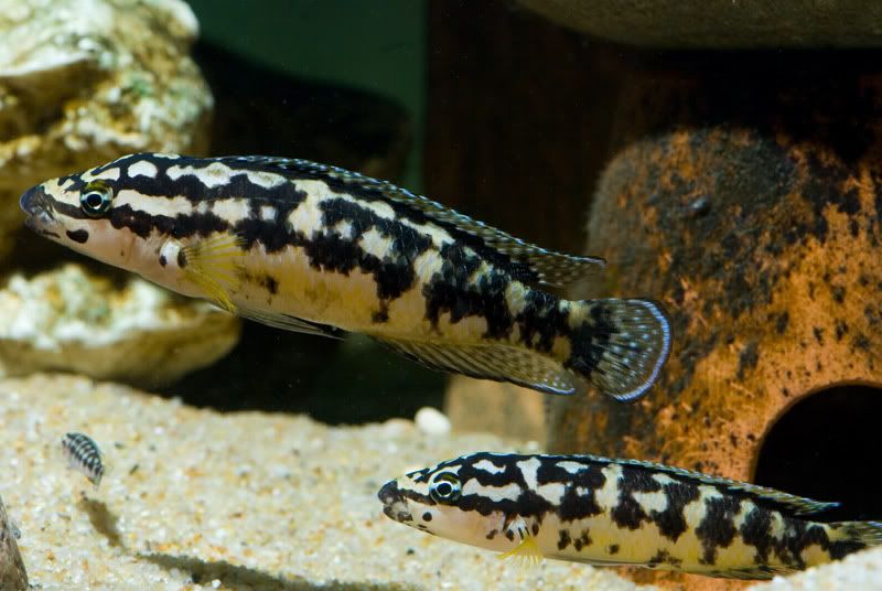 julidochromis transcriptus