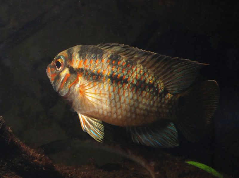 krobia_sp_red_cheek_009.jpg