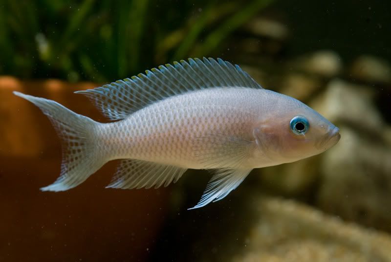 Neolamprologus gracilis