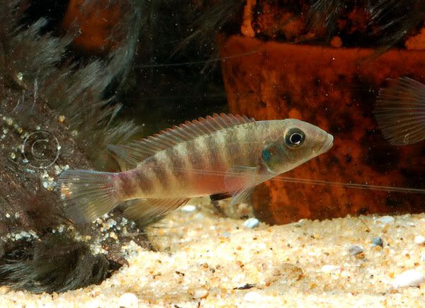 Pelvicachromis_humilis_female_001.jpg