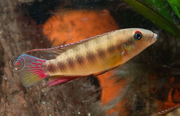 Pelvicachromis_humilis_male_001.jpg