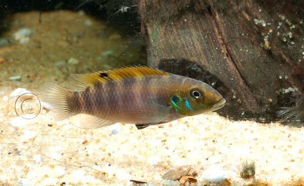 pelvicachromis_rubrolabiatus_fem-1.jpg