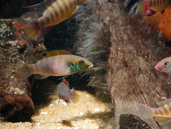 pelvicachromis_rubrolabiatus_female.jpg