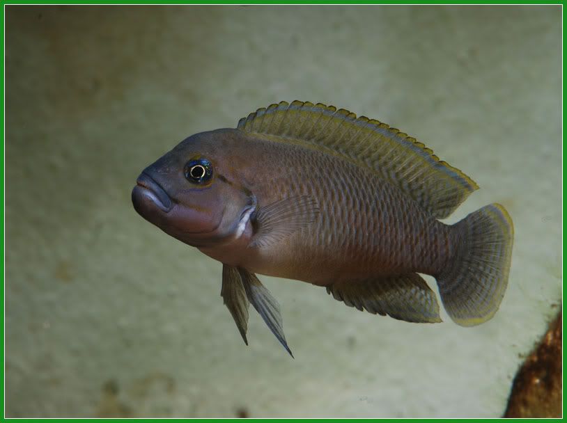 Lake+tanganyika+cichlids+for+sale