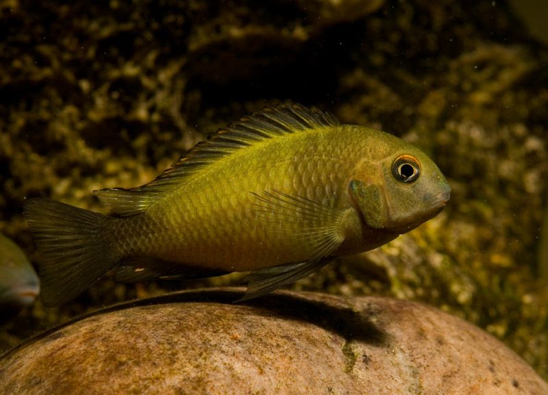 Ikola Cichlid