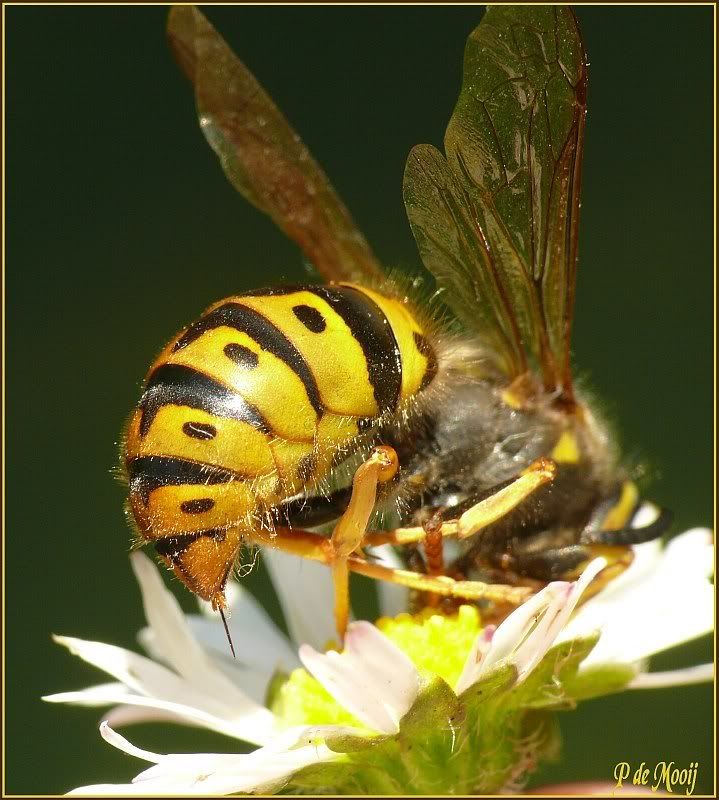 Fotografie