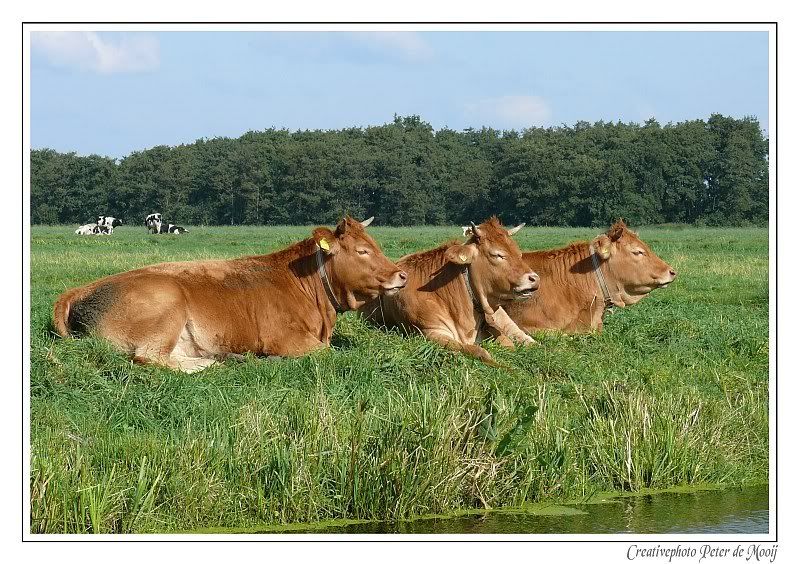 Fotografie