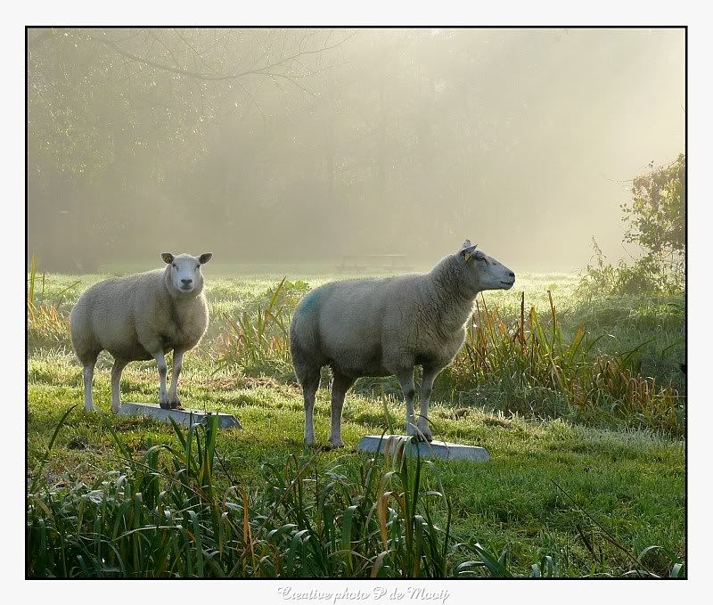 Fotografie