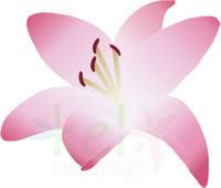 Lírio cor-de-rosa