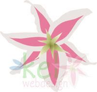 Lírio cor-de-rosa