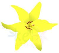 Lírio amarelo