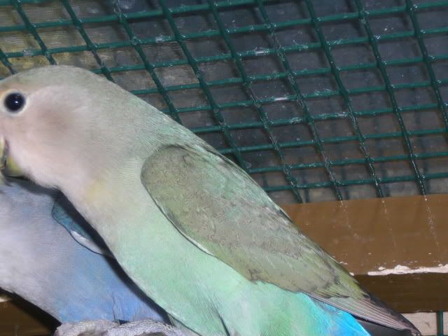 Lun putas culonas calientes BLANCO HIJASTRA