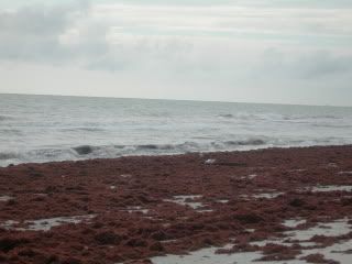 Seaweed Invasion!