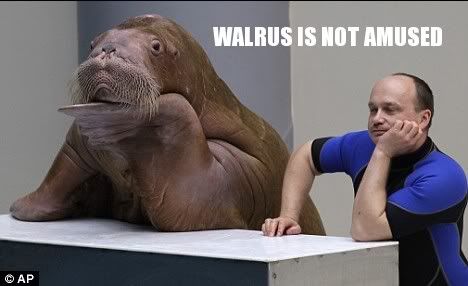 image: walrus_not_amused