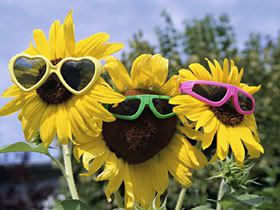 sunflowers-wearing-sunglasses.jpg