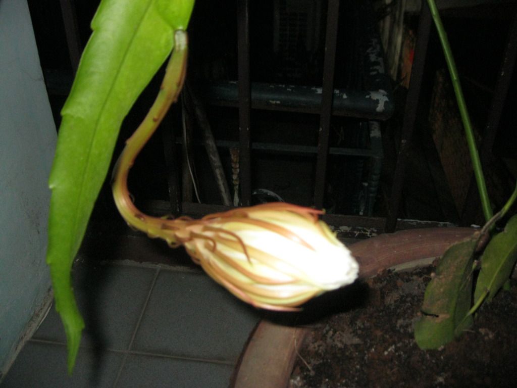 Quynh2012-02.jpg