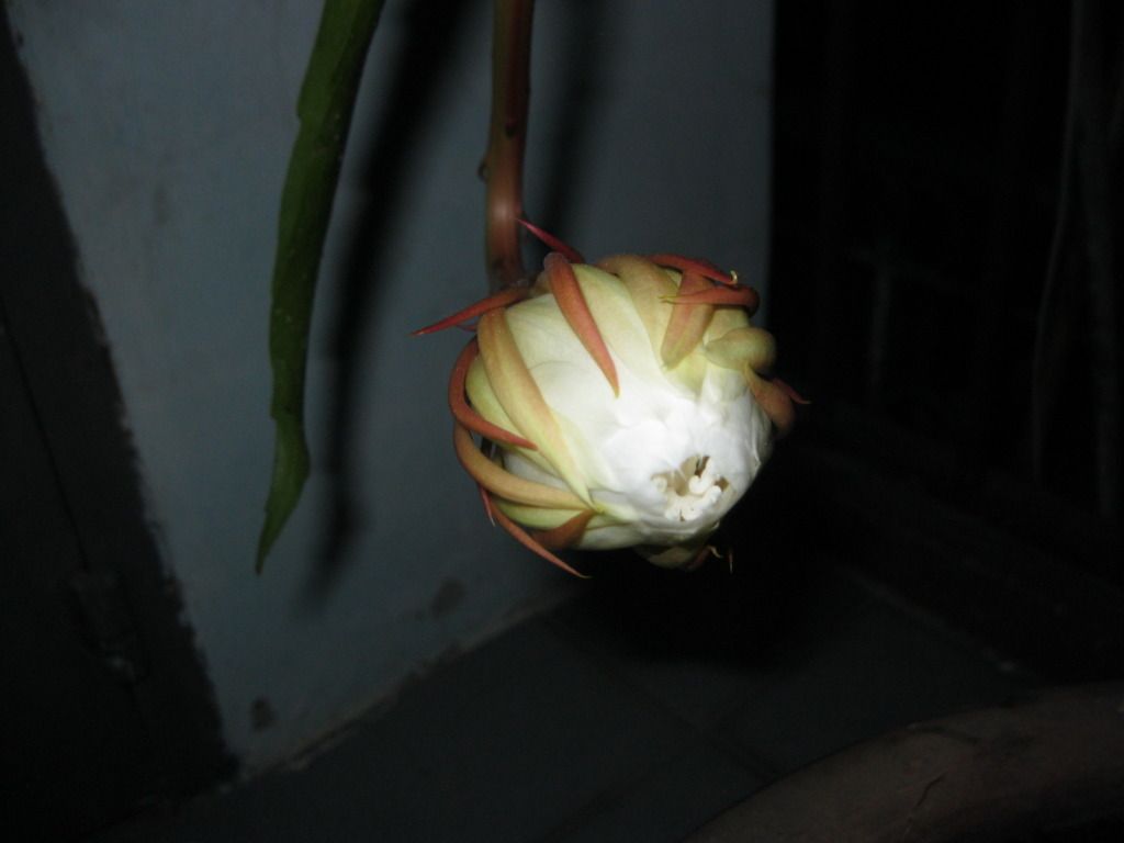 Quynh2012-03.jpg
