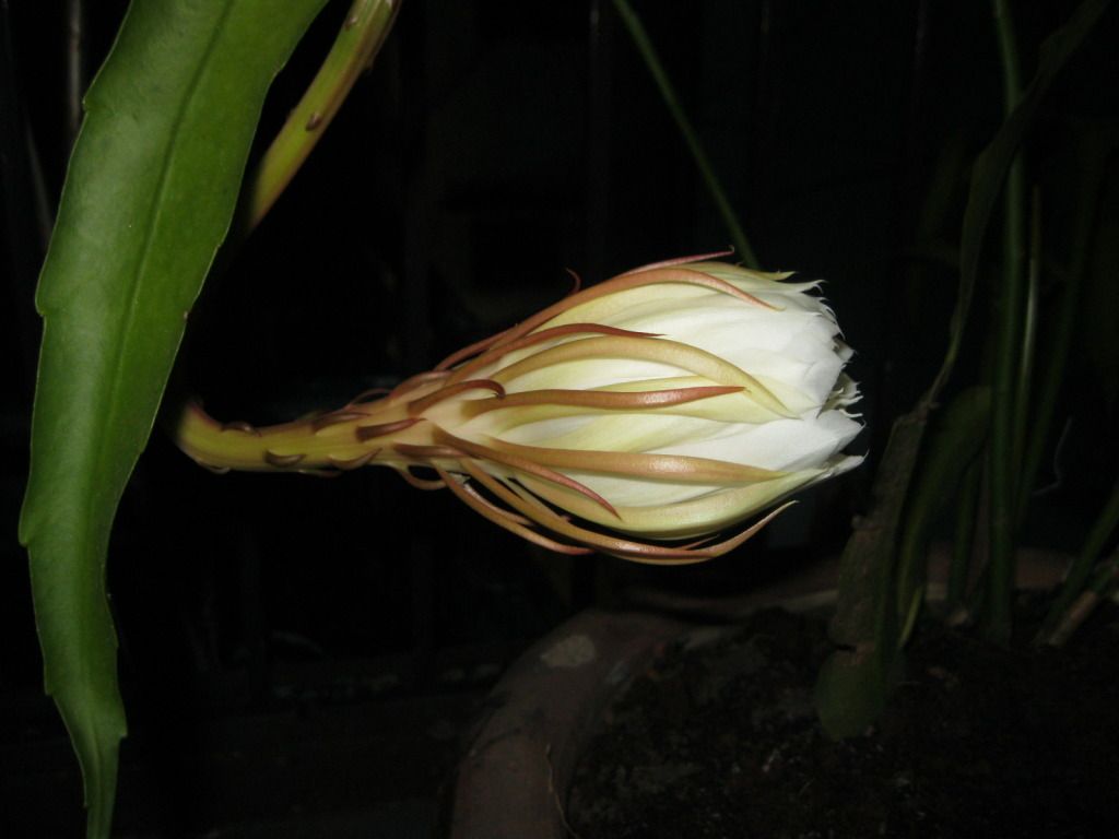Quynh2012-04.jpg