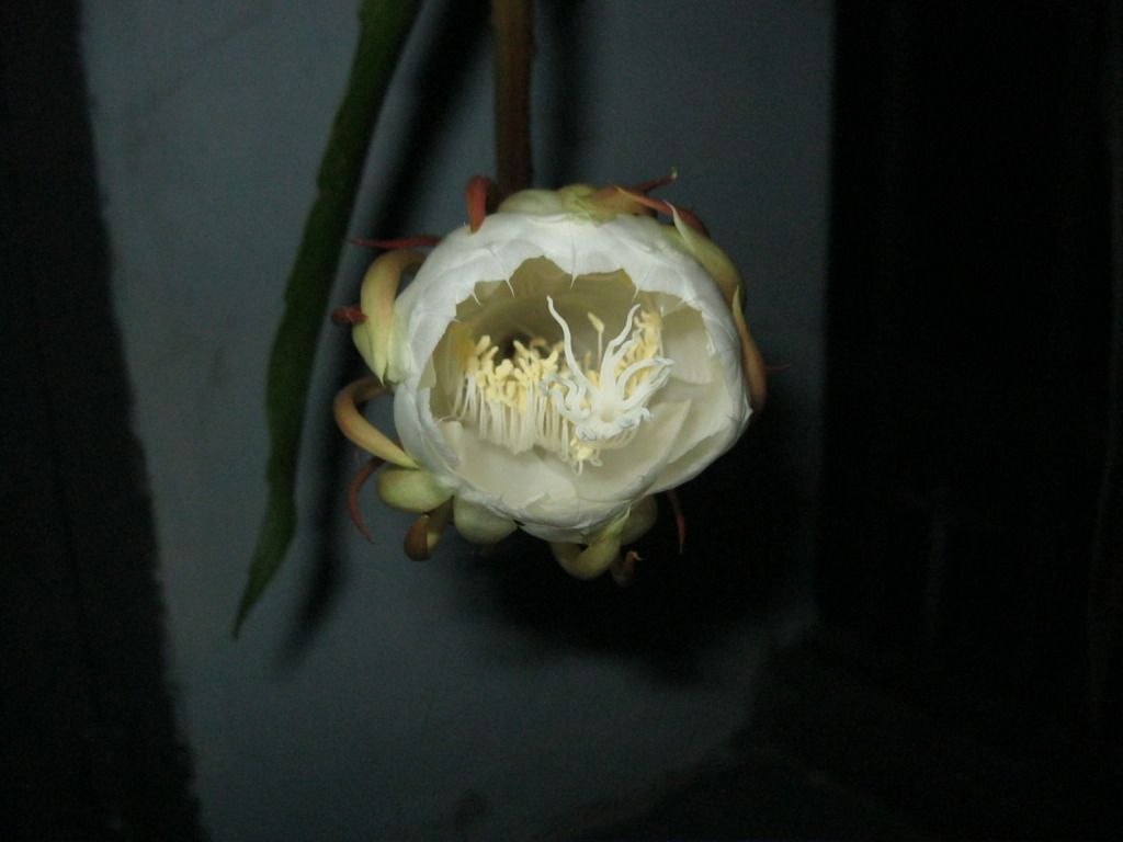 Quynh2012-06.jpg