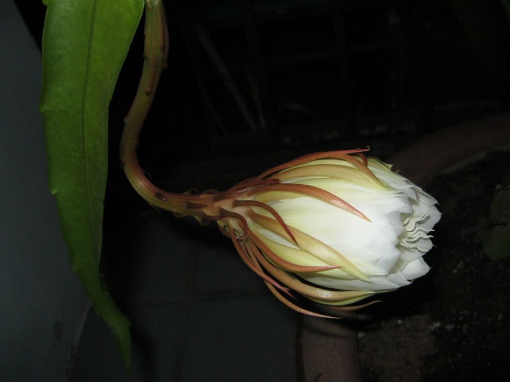 Quynh2012-07.jpg