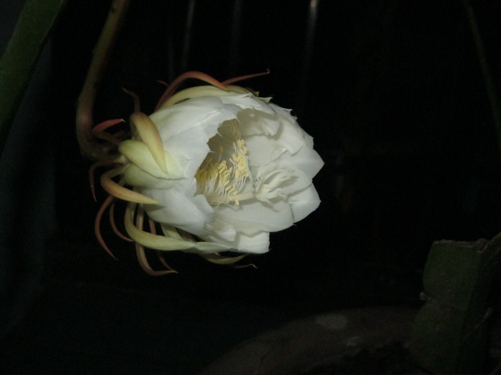 Quynh2012-11.jpg