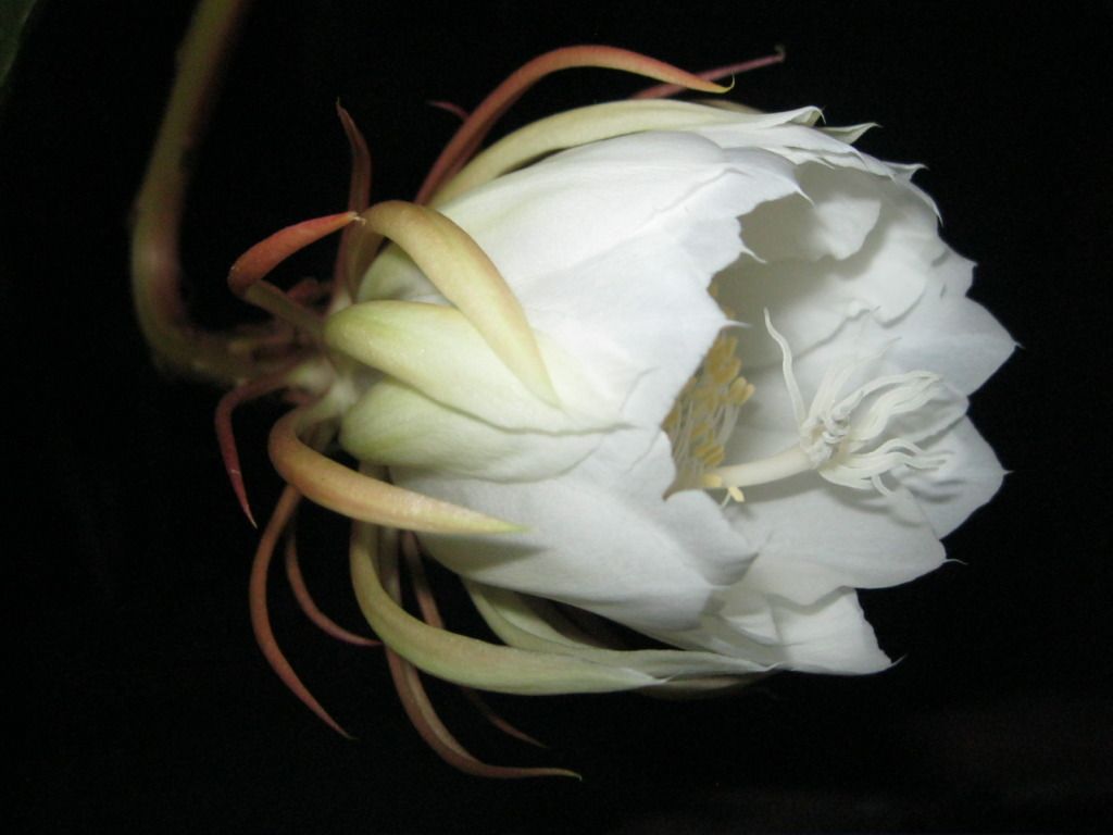Quynh2012-14.jpg