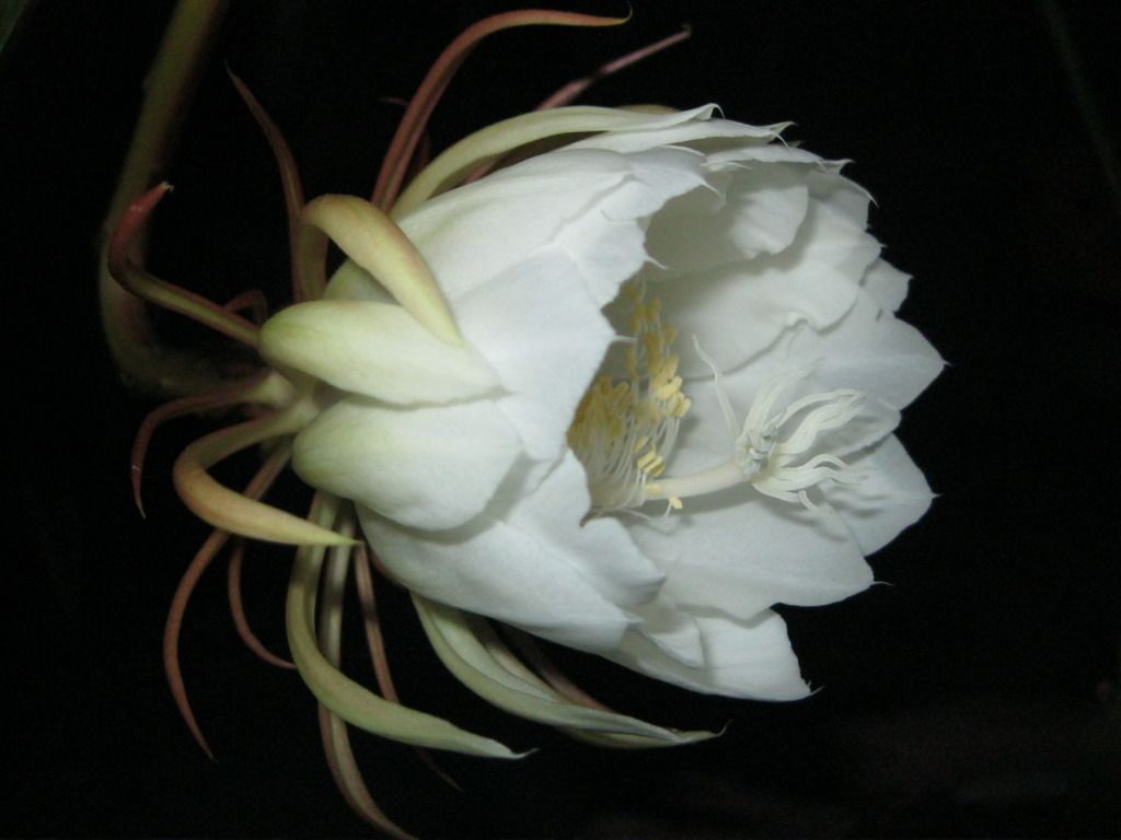 Quynh2012-16.jpg