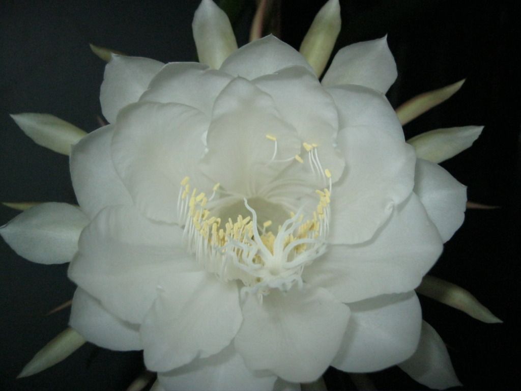 Quynh2012-23.jpg