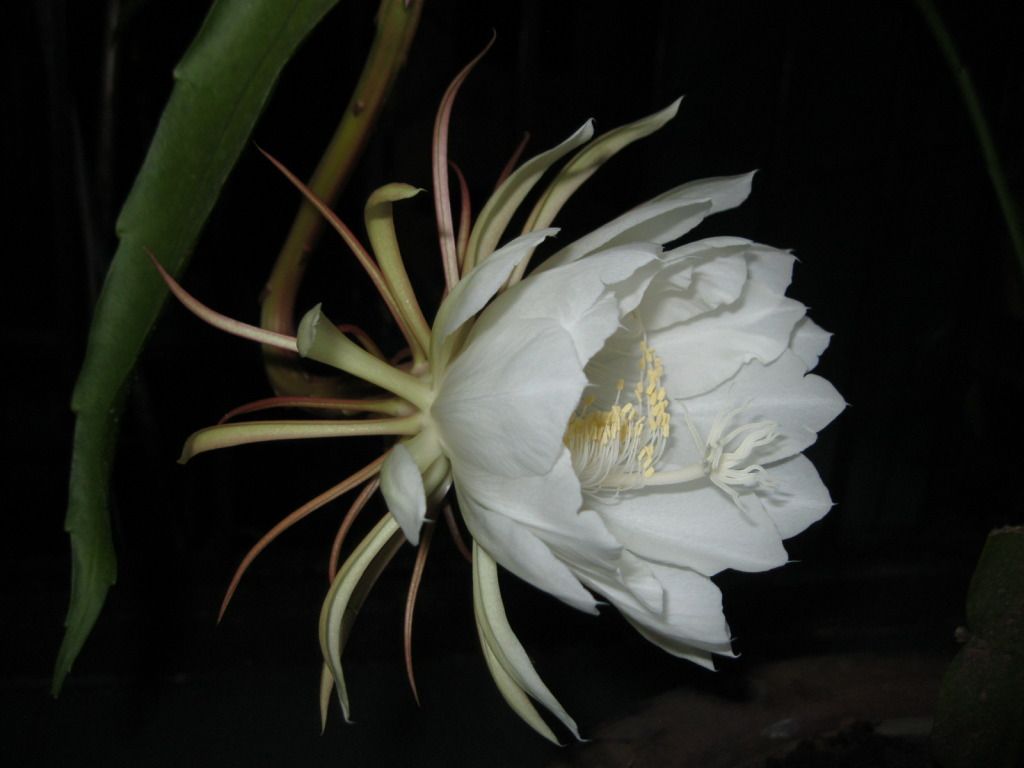 Quynh2012-27.jpg