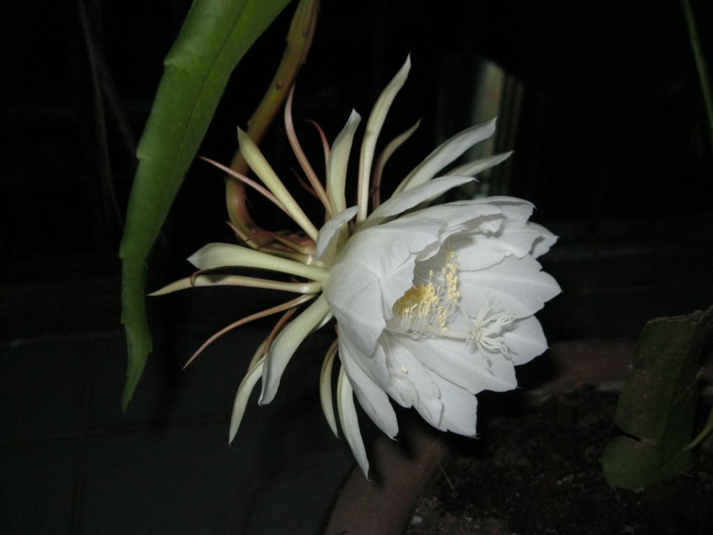 Quynh2012-31.jpg