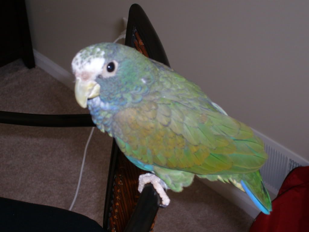 phoenix