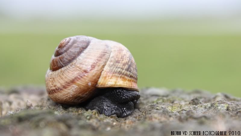 Fotografie