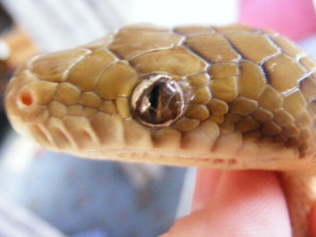 Snake Eyecap Removal Reptile Forums