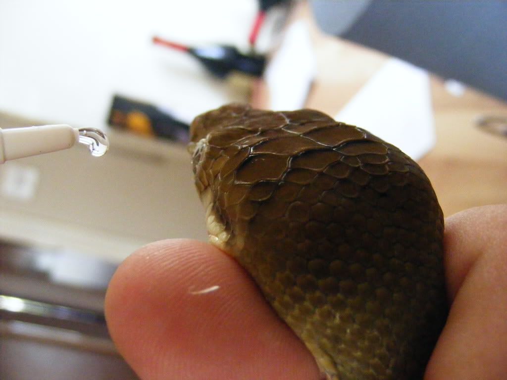 Snake Eyecap Removal Reptile Forums